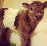 Cows에 관한 42개의 최상의 Pinterest 이미지 | 소, 농장 동물 및 농장 Cows