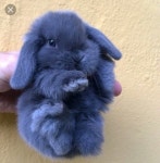 cute에 관한 73개의 최상의 Pinterest 이미지 | 웃긴 동물, 동물 및 새끼 고양이 cute