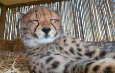 Cheetahs에 있는 Olga님의 핀