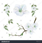 Pin en 보타니컬