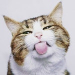 Top 10 Pets | 웃긴 동물, 웃긴 고양이, 예쁜 고양이