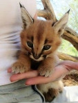 beautiful baby caracal #catsandkittens | 귀여운 아기 동물, 아기 동물, 귀여운 아기 고양이