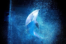 Pin page Pin by Joshua on 해적 고래 이야기 | Dolphins, Abstract artwork, Animals