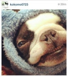 애견-사진관에 있는 지안디자인 컴퍼니님의 핀 | 애견