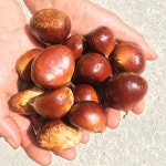 [0farm] 함양군 서상면에서 맛있고 싱싱한 농산물을 제공하는 영팜입니다