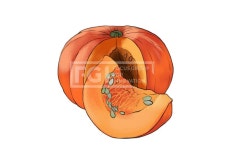 SPAI219, 프리진, 일러스트, 음식, 음식물, 제철, 제철음식, 시즌, 계절, 음식재료, 재료, 신선한, 프레쉬, 후레쉬, 손질, 식량, 식료품, 건강, 웰빙... 