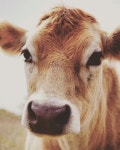 cows에 관한 39개의 최상의 Pinterest 이미지 | 시골 생활, 농장 동물 및 소 cows