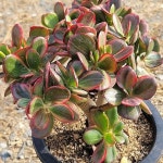 무지개 염좌 환상적인색감 - 다육식물(Succulents)