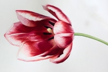 Tu recepcja — Botanical watercolors by Rachael Barkess | 수채화