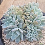먼로철화(E. cv Laulindsayana Monroe) - 다육철화(Crest)