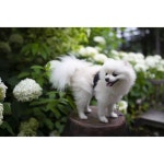 #포메라니안  #화이트포메라니안  #강아지  #애견  #포메 #반려견 #dog #수국 #여행  #스냅 #풍경사진 #daily  #일상  #국내여행... 