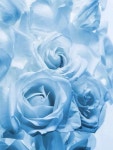 Pin by 연경 성 on I love blue - volim plavo | Light blue... Pin by 연경 성 on I love blue  - volim plavo | Light blue roses... 