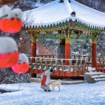 Young Soo Kim’s Instagram profile post: “스님과 애교쟁이 #만연사 #만연사연등 #스님과강아지 #화순여행 #겨울사찰 #겨울스냅... 