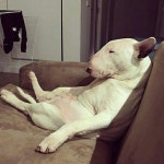 The Dog | 애견, 동물