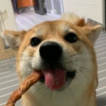 나는 박라온! 행복멈머야! | Puppies, Puppy training, Animals