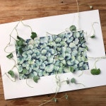 #식물 #실버폴 #다이콘드라 #그린식물 #은빛 #식물스타그램 #가드닝 #두갸르송 #토분 #보타니칼아트 #그림 #아트 #워터칼라... 