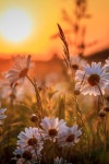 love sun에 관한 11개의 최상의 Pinterest 이미지 | 배경화면, 일출 및 아름다운 장소 love sun