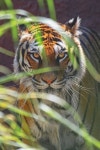 Pin by 족발의장인 족장 on 족장 | Big cats, Animals wild, Majestic animals