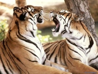 용맹한 타이거! 멋진 호랑이사진(Cool Tiger Photos)모음 | 야생 동물, 큰 고양이, 동물