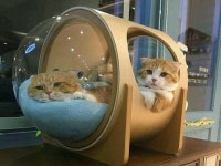 CAT 그리고...에 있는 나무님의 핀 | 고양이 집, 고양이 가구, 고양이 놀이터