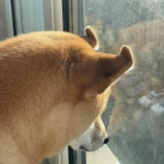 멧챠 카와이에 있는 Wsw님의 핀 | 재미있는 강아지 사진, 애완동물 제품, 웃긴 동물 사진