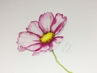 #코스모스 #그리기 #그림 #꽃그림 #수채화 #감성수채화 #수채일러스트 #수채화일러스트 #물맛 #힐링 #취미 #일러스트 #illust... 