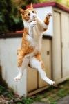 KittyCat에 관한 16개의 최상의 Pinterest 이미지 | 새끼 고양이, 웃긴 것 및 웃긴 고양이 KittyCat