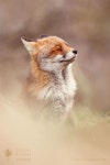 125 best Animals images on Pinterest | 야생 동물, 애완동물 및 큰 고양이 Animals