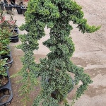 오래키운 선눈향나무 - 야생화(Wild Flower)