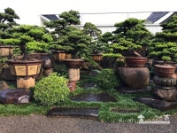 Pin by 백두대간고산수목원 옆 작은수목원 on 분재 in 2023 | Courtyard gardens design, Japan garden, Bonsai garden