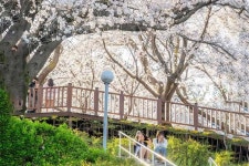 “무료지만 경치는 예술급”… 지역 주민이 극찬한 봄 여행지