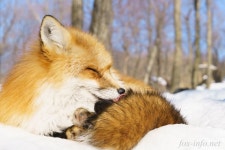 횡성디자인폭스 | Foxy Foxes에 있는 Debbie Hensley님의 핀 | 여우