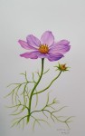 코스모스, 수채화, 보태니컬아트, 보타니컬아트, 꽃그림, 꽃, 그림, 일러스트, 식물세밀화, cosmos, botanical art, watercolor, flower... 