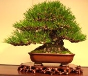 Pin by 희삼 이 on Bonsais | Bonsai, Mame bonsai, Plants