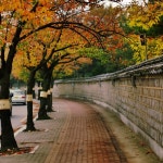 비온 뒤 가을 # 경주 in 2005