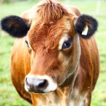 Cows에 관한 403개의 최상의 Pinterest 이미지 | 농장 동물, 시골 생활 및 소 Cows
