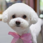 #펫살롱노아 #군산애견미용 #강아지미용실#애견미용#petsalon #애견미용사 # #dog #doggrooming #군산애견샵  바비 이름처럼 예쁜아이... 