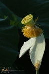 Pin on 문인화