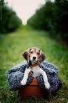 Oh...sweet #beagles! Just love em. | 비글, 사진