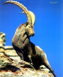Alpine Ibex (Capra ibex ibex) {!--아이벡스(알프스 아종)-->