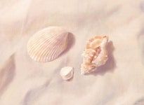 유화그림 #디지털아트 #아이패드드로잉 #정물화 #베이지 #조개껍질 #짜뚜짝시장득… | 유화그림, 유화, 디지털 아트