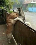Dogs에 관한 43개의 최상의 Pinterest 이미지 | 강아지, 생각 및 개와 고양이 Dogs