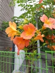 Imagen de 풀꽃세상 en 능소화 | Flores