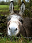 Donkeys에 관한 14개의 최상의 Pinterest 이미지 | 말, 농장 동물 및 애니멀 킹덤 Donkeys