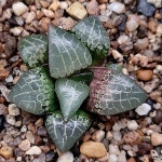 수정콤프토니아(중소묘) 62-177(Haworthia obtusa suishiyou) - 하월시아(Haworthia)