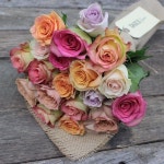 Pretty roses ~ Daily Blooms | 꽃