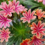 [하와이꽃집] 레위시아 맛집 여기야 피치계열랜덤발송(Lewisia... (Foliage) [하와이꽃집]  레위시아 맛집 여기야... 