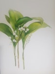 보타니컬아트: Lily of the valley : 네이버 블로그 | 은방울꽃