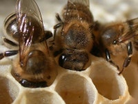 양봉에 있는 윤수 김님의 핀 | 양봉