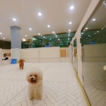 #꿈린놀이방  #꿈린놀이방  #       #dogkindergarten #꿈에개린 #꿈린 #강남강아지호텔 #대형견호텔 #강남강아지유치원 #애견호텔 #애견유치원...